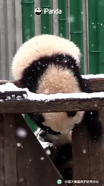 黑料吃瓜网apk普通安装 