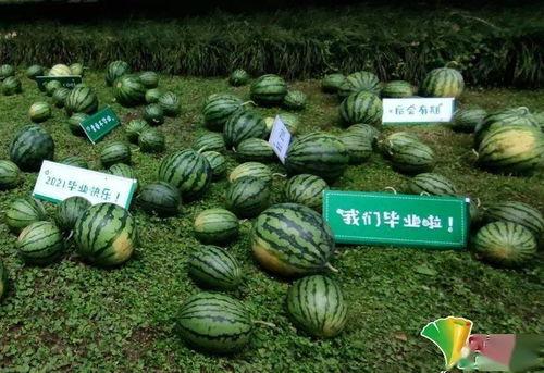 校园毕业季 